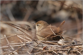 <p>STŘÍZLÍK OBECNÝ (Troglodytes troglodytes) ----- /Eurasian wren - Zaunköking/</p>